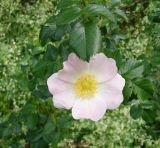 Heckenrose (4)